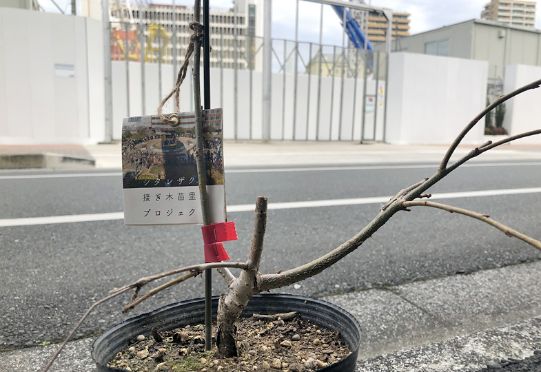 ハザマ広場の枝垂れ桜 接ぎ木苗里親プロジェクト